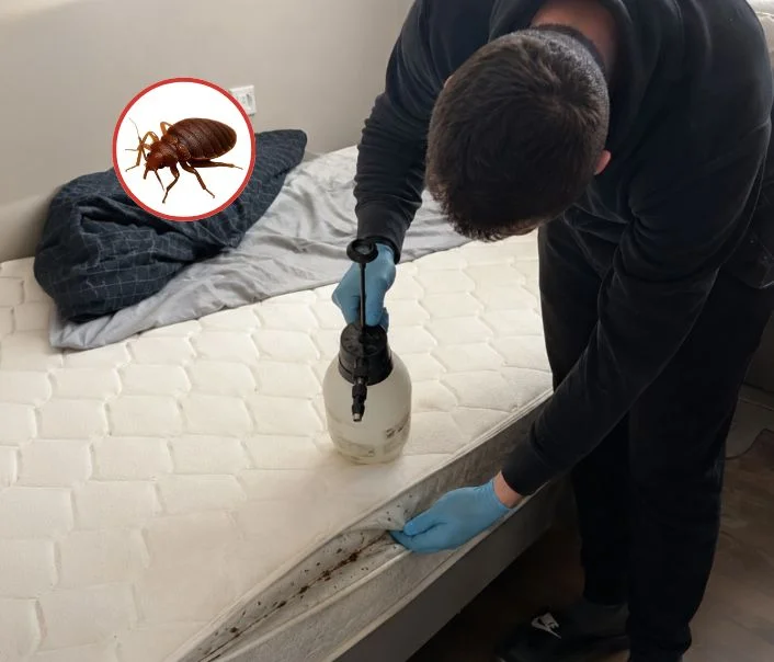 Technicien traitant un matelas contre les punaises de lit à Viarmes